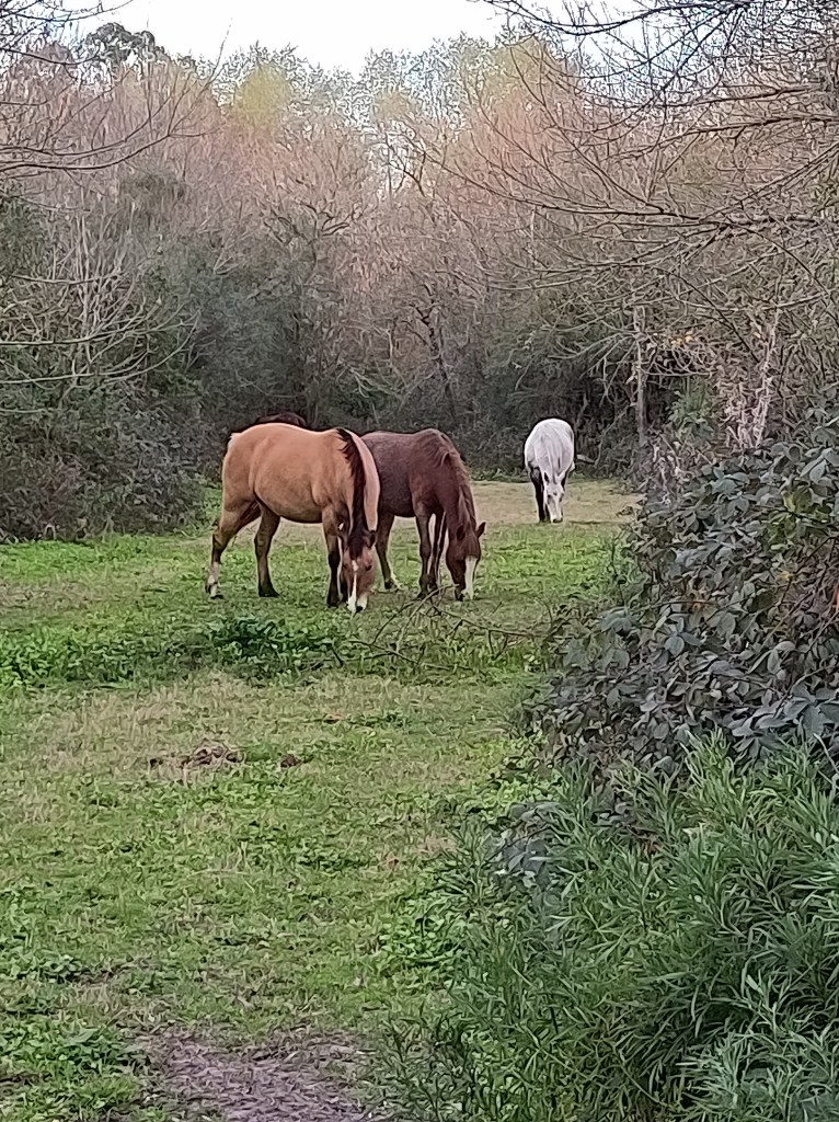 The horses in the floodplain